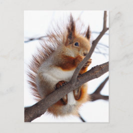 Postal Ardilla de Furio Rojo con un Hazelnut