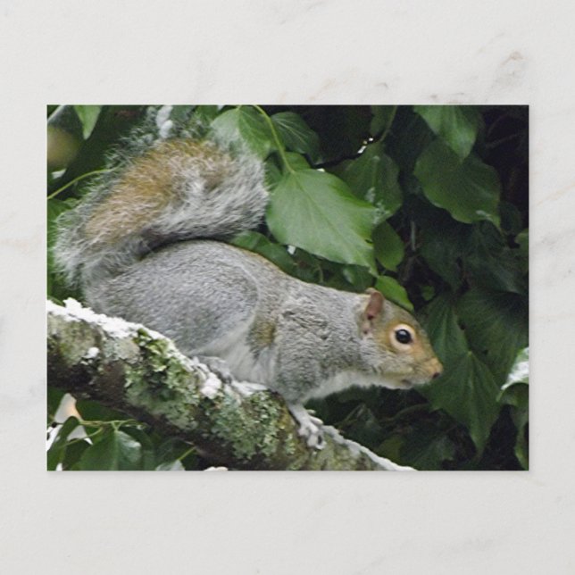 Postal Ardilla de Invierno #2 (Anverso)