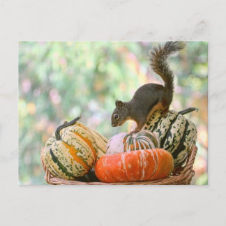 Postal Ardilla de la cosecha del otoño