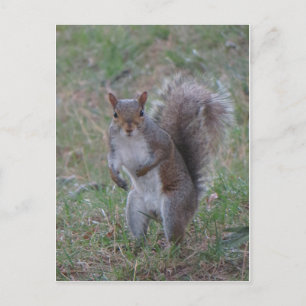 Postal Ardilla de pie