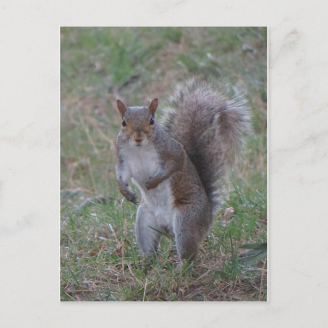 Postal Ardilla de pie (Anverso)