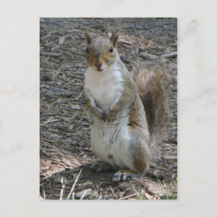 Postal Ardilla de pie