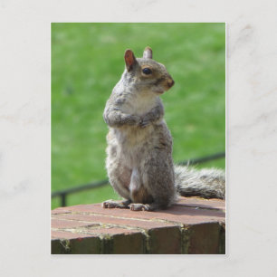 Postal Ardilla de pie