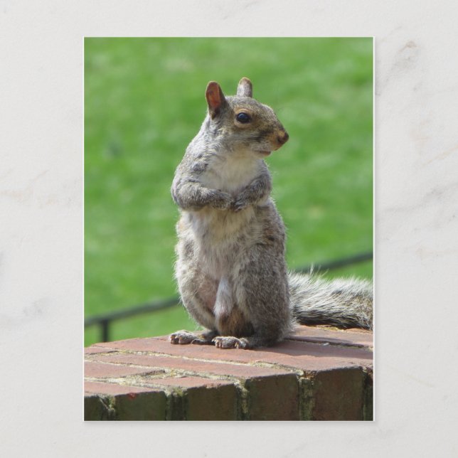 Postal Ardilla de pie (Anverso)