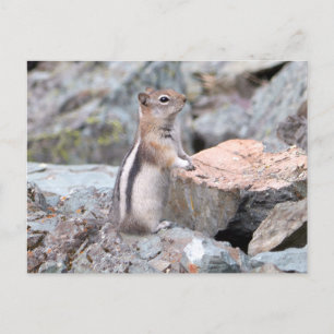 Postal Ardilla de tierra de manto dorado en Glacier II