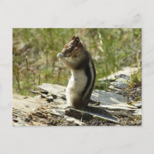 Postal Ardilla de tierra manchada de oro en el glaciar I