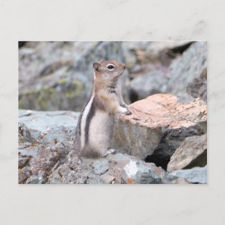 Postal Ardilla de tierra manchada de oro en el glaciar II
