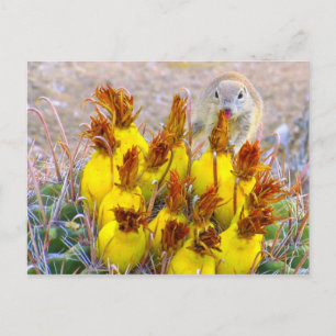 Postal Ardilla de tierra y cactus de barril