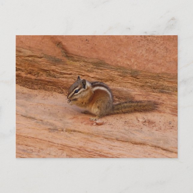 Postal Ardilla de Zion en Red Rocks (Anverso)