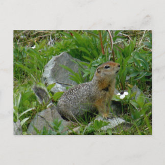 Postal ardilla del parque, isla Unalaska