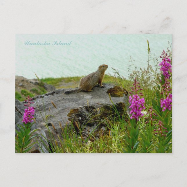 Postal Ardilla del parque junto al agua, isla Unalaska (Anverso)