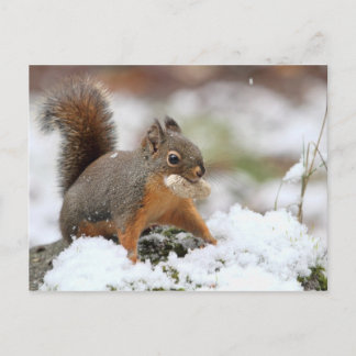 Postal Ardilla dulce en la nieve con maní
