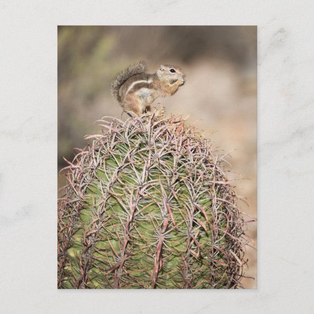 Postal ardilla en cactus barril (Anverso)