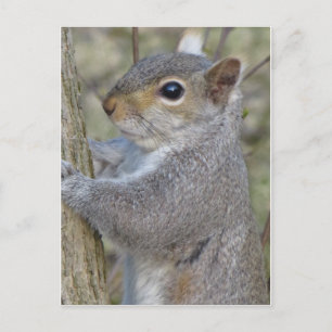 Postal Ardilla En El Árbol