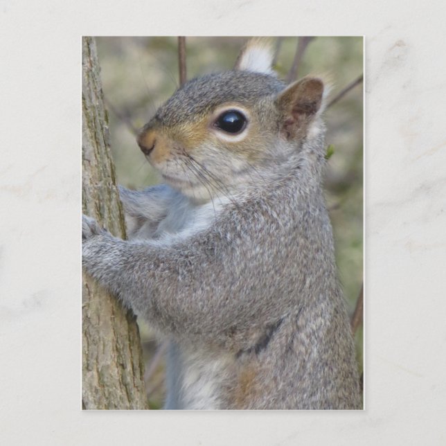 Postal Ardilla En El Árbol (Anverso)