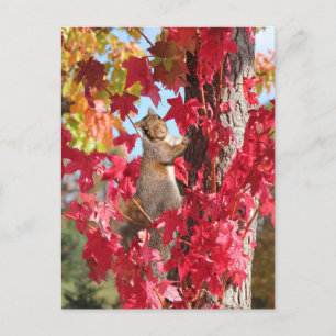 Postal ardilla en el árbol rojo de otoño