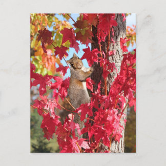 Postal ardilla en el árbol rojo de otoño