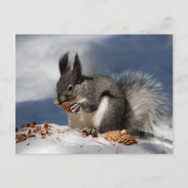 Postal Ardilla en la nieve