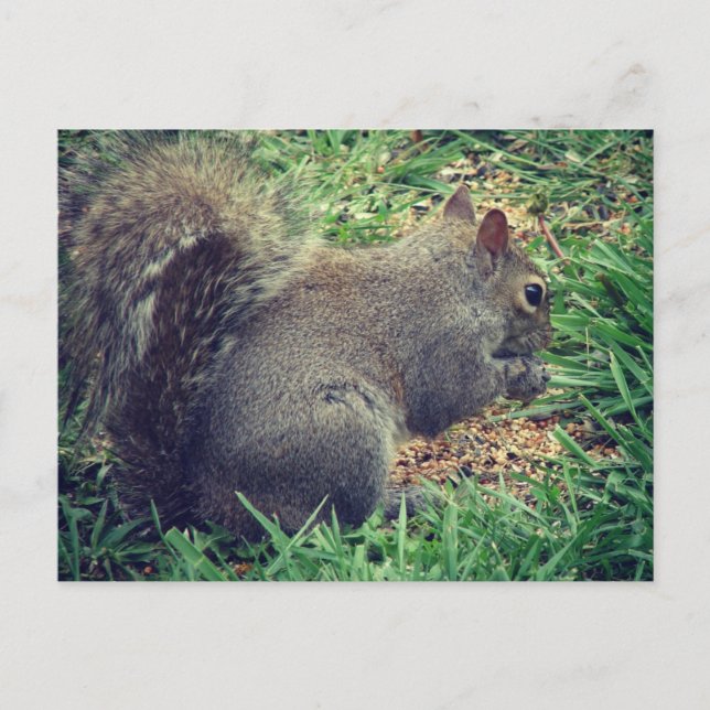 Postal Ardilla en la semilla de aves (Anverso)