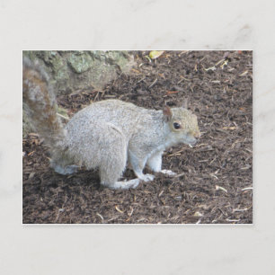 Postal Ardilla En Tejidos De Lana