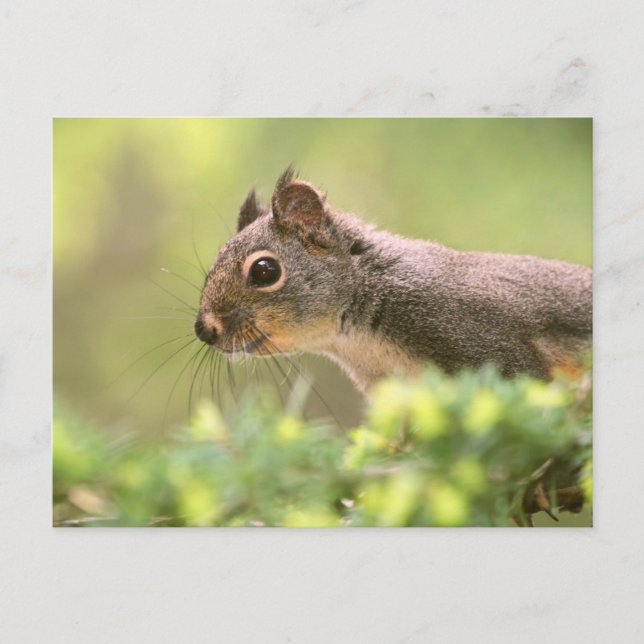 Postal Ardilla en un árbol (Anverso)