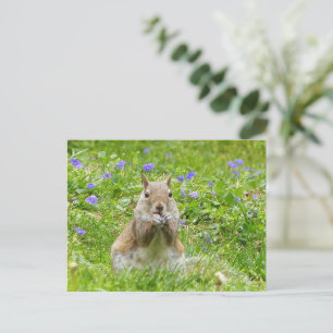 Postal Ardilla Entre Violetas Salvajes