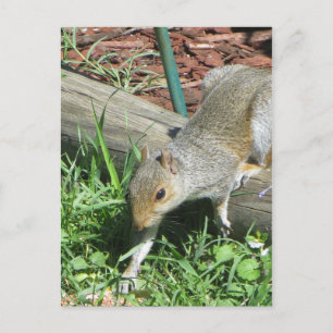 Postal Ardilla extendiendo la ruta