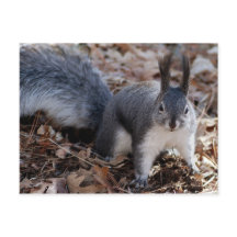 Ardilla gris aguda en otoño
