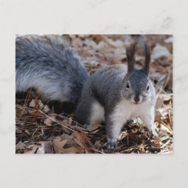 Postal Ardilla gris aguda en otoño