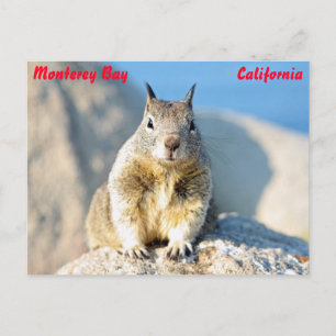 Postal Ardilla gris, Bahía de Monterey, California