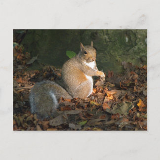 Postal Ardilla gris - Bute Park, Cardiff, Gales, Reino Un