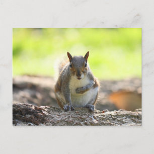 Postal Ardilla gris - Bute Park, Cardiff, Gales, Reino Un
