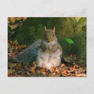 Postal Ardilla gris - Bute Park, Cardiff, Gales, Reino Un