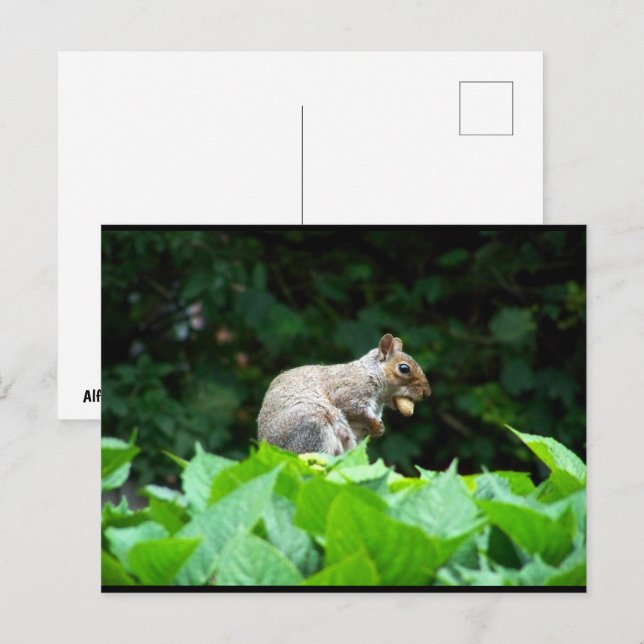 Postal Ardilla gris con nuez (Anverso / Reverso)