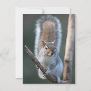 Postal Ardilla gris en una rama