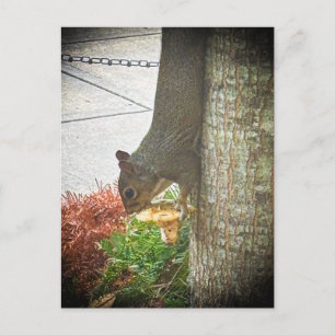 Postal Ardilla gris oriental en el tronco de un árbol Ath