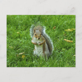 Postal Ardilla gris, Parque Bute, Cardiff