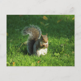 Postal Ardilla gris, Parque Bute, Cardiff