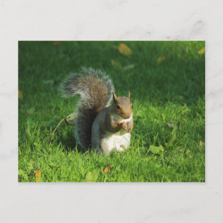 Postal Ardilla gris, Parque Bute, Cardiff