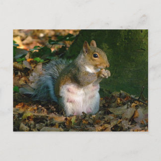 Postal Ardilla gris - Parque Bute, Cardiff, Gales, Reino 