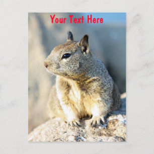 Postal Ardilla gris personalizable Monterey Bay Californi