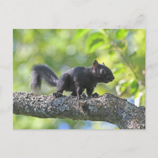 Postal Ardilla negra del bebé