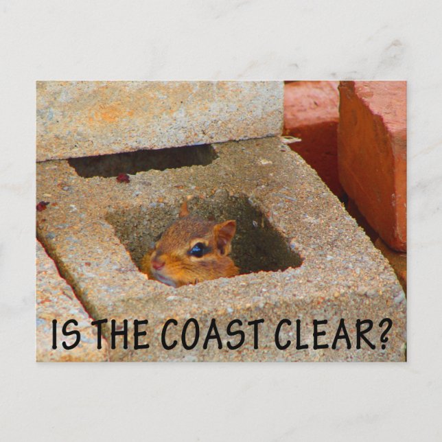 Postal Ardilla ocultante (Anverso)