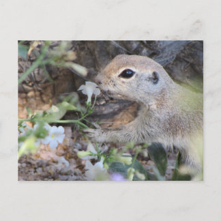 Postal Ardilla redonda de tierra de caracol humedeciendo 