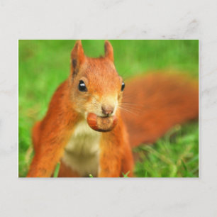 Postal ardilla roja con nuez