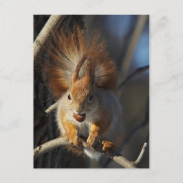 Postal Ardilla roja con un Hazelnut