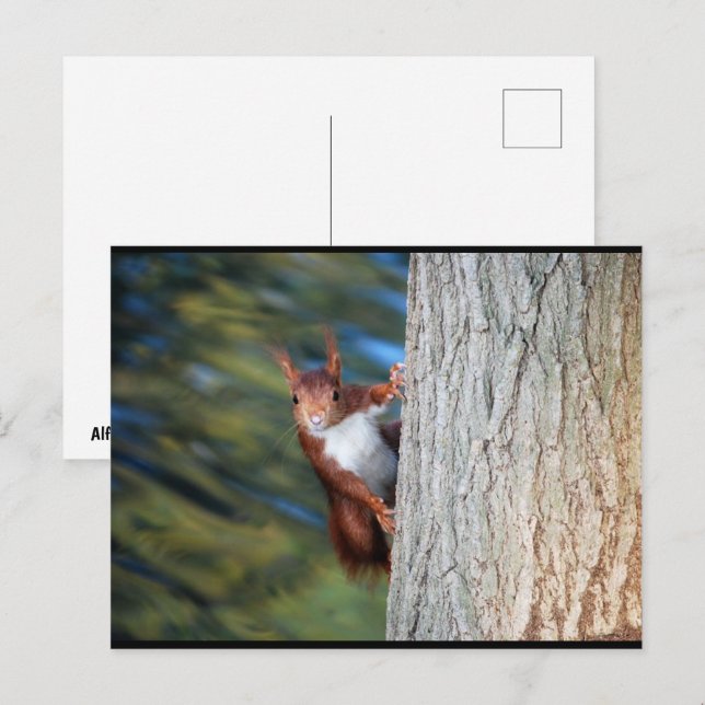 Postal Ardilla roja en árbol (Anverso / Reverso)