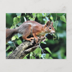 Postal ardilla roja en el árbol
