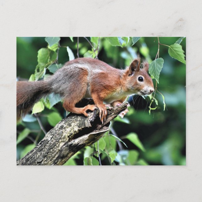 Postal ardilla roja en el árbol (Anverso)