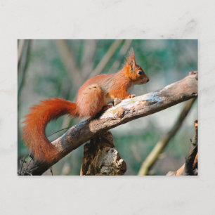 Postal Ardilla roja en el árbol de ramas